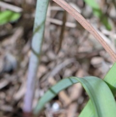 Nothoscordum borbonicum at O'Connor, ACT - 10 Nov 2020