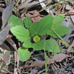 Cymbonotus sp. (preissianus or lawsonianus) (Bears Ears) at O'Connor, ACT - 9 Nov 2020 by ConBoekel