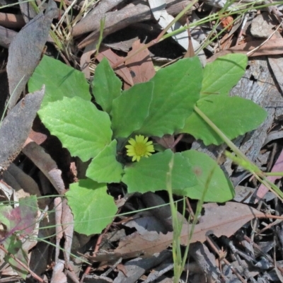 Cymbonotus sp. (preissianus or lawsonianus) (Bears Ears) at Dryandra St Woodland - 9 Nov 2020 by ConBoekel