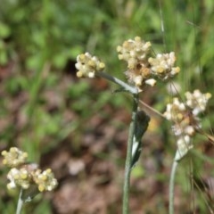 Pseudognaphalium luteoalbum (Jersey Cudweed) at Dryandra St Woodland - 9 Nov 2020 by ConBoekel