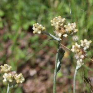 Pseudognaphalium luteoalbum at O'Connor, ACT - 10 Nov 2020