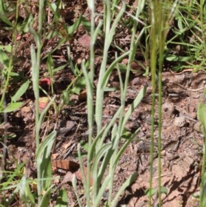 Pseudognaphalium luteoalbum at O'Connor, ACT - 10 Nov 2020