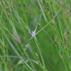 Juncus bufonius (Toad Rush) at Dryandra St Woodland - 9 Nov 2020 by ConBoekel