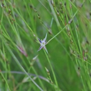 Juncus bufonius at O'Connor, ACT - 10 Nov 2020