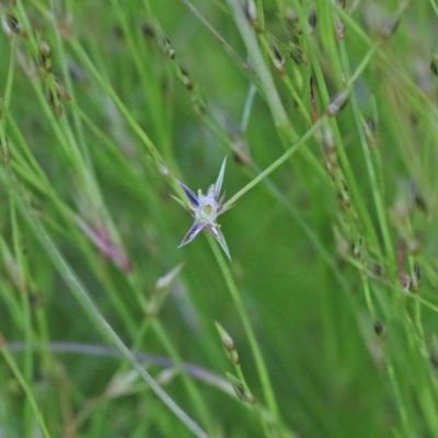 Juncus bufonius (Toad Rush) at O'Connor, ACT - 10 Nov 2020 by ConBoekel