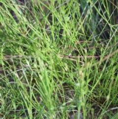 Juncus bufonius at O'Connor, ACT - 10 Nov 2020