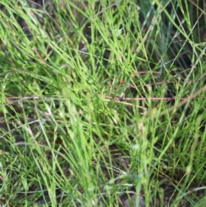 Juncus bufonius at O'Connor, ACT - 10 Nov 2020