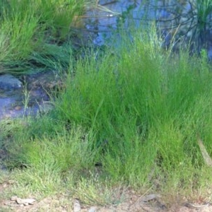 Juncus bufonius at O'Connor, ACT - 10 Nov 2020