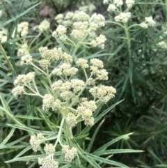 Cassinia longifolia (Shiny Cassinia, Cauliflower Bush) at Gossan Hill - 1 Nov 2020 by goyenjudy