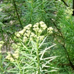 Cassinia longifolia at Bruce, ACT - 2 Nov 2020