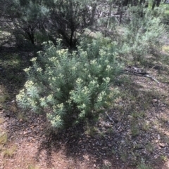 Cassinia longifolia at Bruce, ACT - 2 Nov 2020