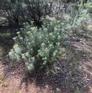 Cassinia longifolia at Bruce, ACT - 2 Nov 2020 10:20 AM