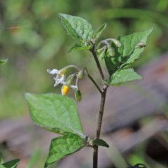 Solanum nigrum (Black Nightshade) at Dryandra St Woodland - 9 Nov 2020 by ConBoekel