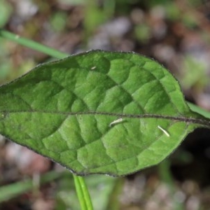 Solanum nigrum at O'Connor, ACT - 10 Nov 2020