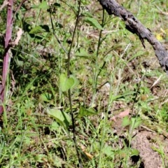 Solanum nigrum at O'Connor, ACT - 10 Nov 2020