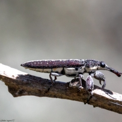 Rhinotia sp. (genus) (Unidentified Rhinotia weevil) at Woodstock Nature Reserve - 10 Nov 2020 by Roger