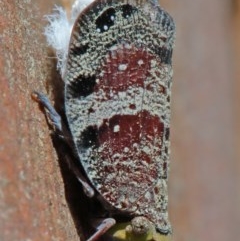 Platybrachys decemmacula (Green-faced gum hopper) at O'Connor, ACT - 10 Nov 2020 by ConBoekel