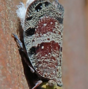 Platybrachys decemmacula at O'Connor, ACT - 10 Nov 2020 09:39 AM