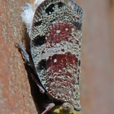 Platybrachys decemmacula (Green-faced gum hopper) at O'Connor, ACT - 10 Nov 2020 by ConBoekel