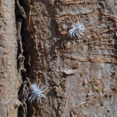 Platybrachys decemmacula at O'Connor, ACT - 10 Nov 2020 09:39 AM