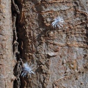 Platybrachys decemmacula at O'Connor, ACT - 10 Nov 2020 09:39 AM