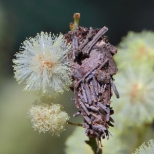 Psychidae (family) IMMATURE at O'Connor, ACT - 10 Nov 2020