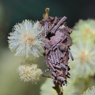 Psychidae (family) IMMATURE (Unidentified case moth or bagworm) at Dryandra St Woodland - 9 Nov 2020 by ConBoekel