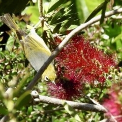 Zosterops lateralis (Silvereye) at Burradoo - 11 Nov 2020 by GlossyGal