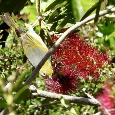 Zosterops lateralis (Silvereye) at Wingecarribee Local Government Area - 11 Nov 2020 by GlossyGal