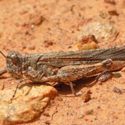 Urnisa guttulosa (Common Urnisa) at Dryandra St Woodland - 8 Nov 2020 by ConBoekel