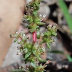 Crassula sieberiana (Austral Stonecrop) at O'Connor, ACT - 8 Nov 2020 by ConBoekel