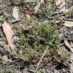 Crassula sieberiana at O'Connor, ACT - 8 Nov 2020