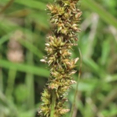 Carex appressa (Tall Sedge) at Dryandra St Woodland - 8 Nov 2020 by ConBoekel