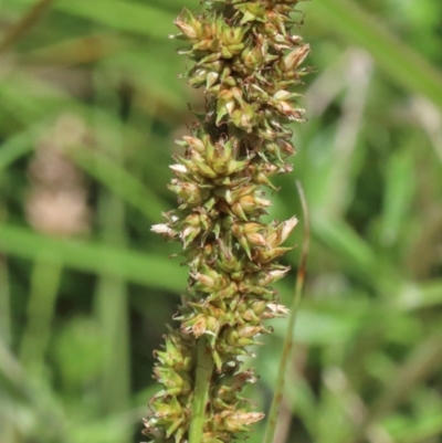 Carex appressa (Tall Sedge) at O'Connor, ACT - 8 Nov 2020 by ConBoekel