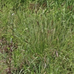 Carex appressa at O'Connor, ACT - 8 Nov 2020 11:52 AM