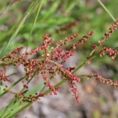 Rumex acetosella (Sheep Sorrel) at O'Connor, ACT - 8 Nov 2020 by ConBoekel