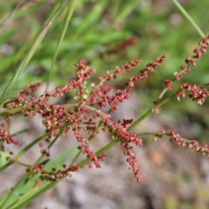 Rumex acetosella at O'Connor, ACT - 8 Nov 2020