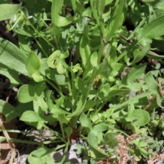 Rumex acetosella at O'Connor, ACT - 8 Nov 2020