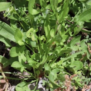 Rumex acetosella at O'Connor, ACT - 8 Nov 2020