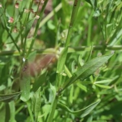 Rumex acetosella at O'Connor, ACT - 8 Nov 2020