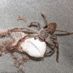 Isopedella pessleri at Macgregor, ACT - 11 Nov 2020