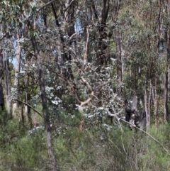 Eucalyptus cinerea subsp. cinerea (Argyle Apple) at O'Connor, ACT - 8 Nov 2020 by ConBoekel