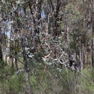 Eucalyptus cinerea subsp. cinerea at O'Connor, ACT - 8 Nov 2020