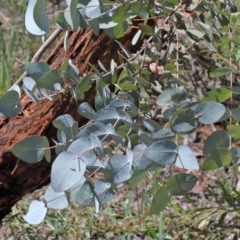 Eucalyptus cinerea subsp. cinerea at O'Connor, ACT - 8 Nov 2020