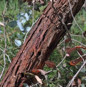 Eucalyptus cinerea subsp. cinerea at O'Connor, ACT - 8 Nov 2020 11:01 AM