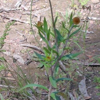 Coronidium oxylepis subsp. lanatum (Woolly Pointed Everlasting) at Dryandra St Woodland - 7 Nov 2020 by ConBoekel