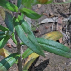 Coronidium oxylepis subsp. lanatum at O'Connor, ACT - 8 Nov 2020