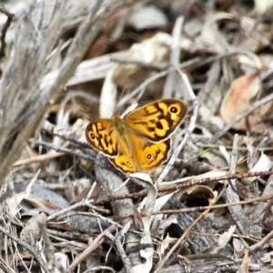 Heteronympha merope at Wolumla, NSW - 8 Nov 2020 05:03 PM