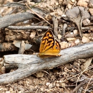 Heteronympha merope at Wolumla, NSW - 8 Nov 2020 05:03 PM