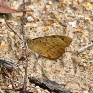 Heteronympha merope at Wolumla, NSW - 8 Nov 2020 05:03 PM